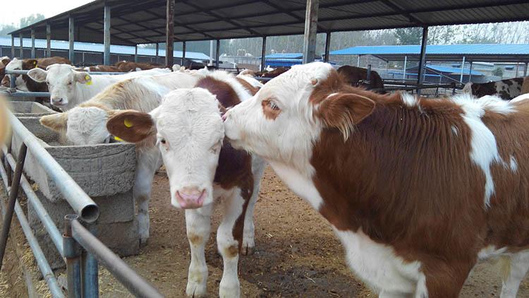 产品库 农业 牲畜 牛 西门塔尔牛优良品种如何饲养 隆鑫牧业是集肉牛