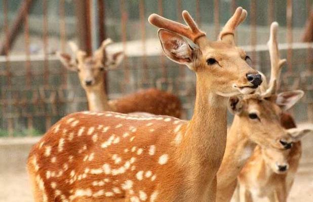 养殖技术 特种养殖 > 正文养梅花鹿需到林业部门取得《野生动物驯养