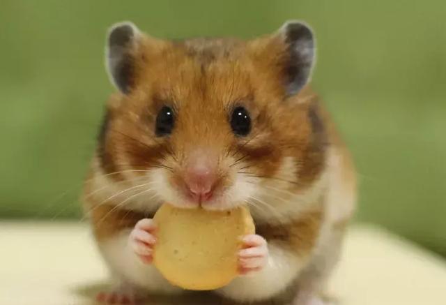 仓鼠是一种非常可爱的萌宠类小动物,饲养它的人也有很多,吃的不多,占