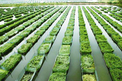 五大行动助推水产绿色健康养殖